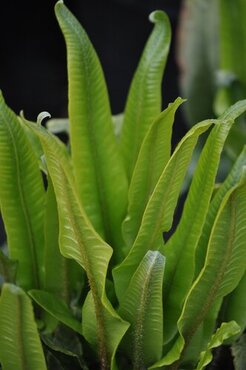 Fern Asplenium Scolopendrium 10.5cm