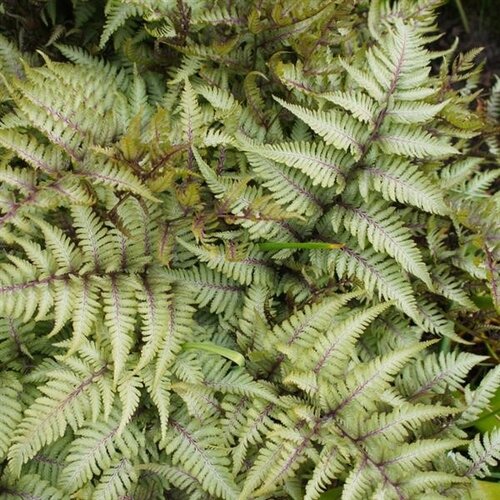 Fern Athyrium Niponicum Burgundy Lace 10.5cm