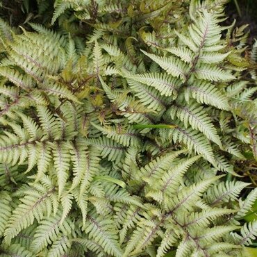Fern Athyrium Niponicum Burgundy Lace 10.5cm