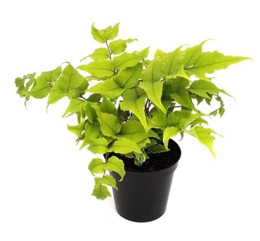 Fern Cyrtomium 11cm