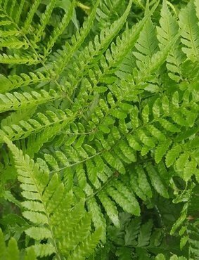 Fern Dryopteris Erythrosa 10.5cm