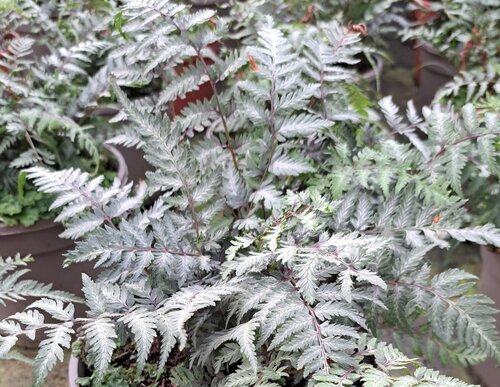Fern Niponicum Metallicum 10.5cm
