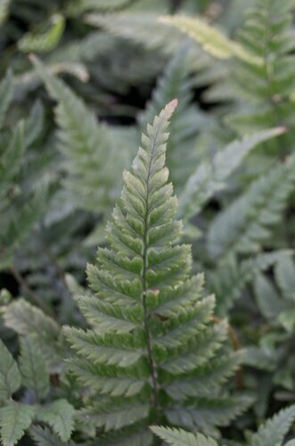 Fern Polystichum Tsussimense 10.5cm