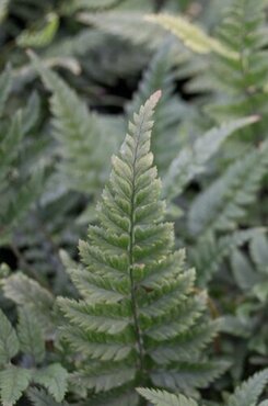 Fern Polystichum Tsussimense 10.5cm