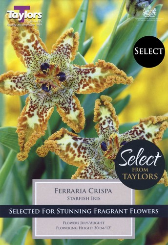 Ferraria Crispa (Starfish Iris)