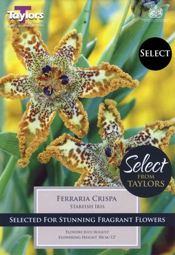 Ferraria Crispa (Starfish Iris)