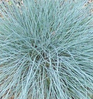 Festuca glauca Compact Blue 10.5cm