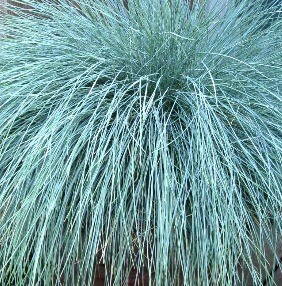 Festuca Glauca Intense Blue 3 litre