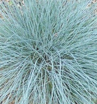 Festuca Intense Blue 5 Litre
