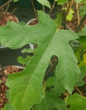 Ficus Brown Turkey (Fig) Half Standard 10 Litre - image 1