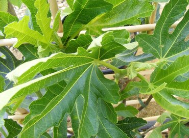 Fig Dalmatie (Bush) 3 Litre