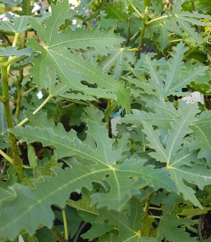 Fig Ice Crystal (Bush) 3 litre