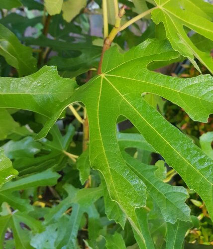 Fig Lucky Berry 4.6 Litre