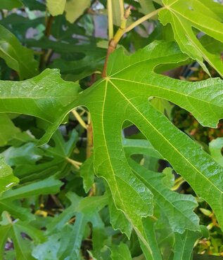 Fig Lucky Berry 4.6 Litre