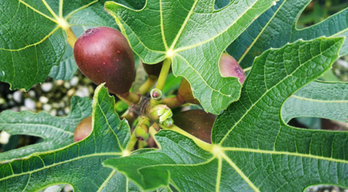 Fig Rouge De Bordeaux 3 Litre