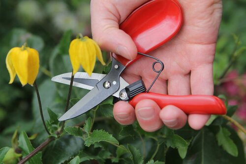 Floral Shear - image 1