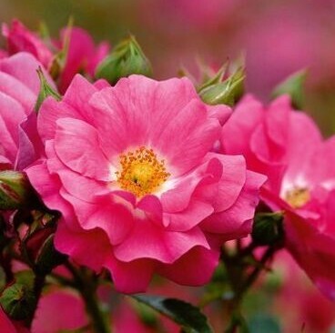 Flower Carpet Pink Standard Rose 7.5 Litre