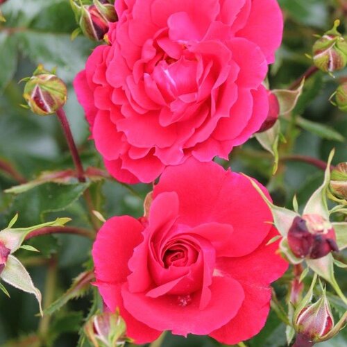 Flower Carpet Ruby Standard Rose 7.5 Litre - image 1