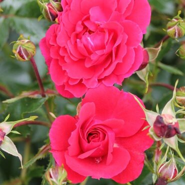 Flower Carpet Ruby Standard Rose 7.5 Litre - image 1