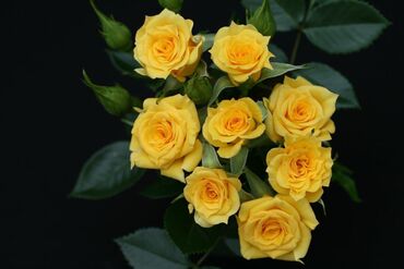 Flower Power Gold Patio Rose 3 Litre