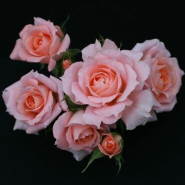 Flower Power Patio Rose 3 Litre