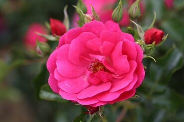 Flowering Carpet Climbing Rose 4 Litre - image 1