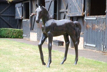 Foal Standing