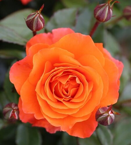 For You With Love Bush Rose 3 Litre - image 1