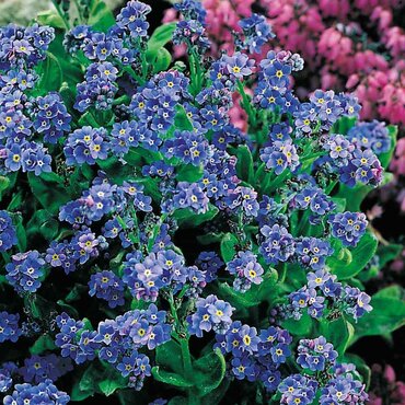 Forget-Me-Not Seeds Spring Symphony Blue - image 2
