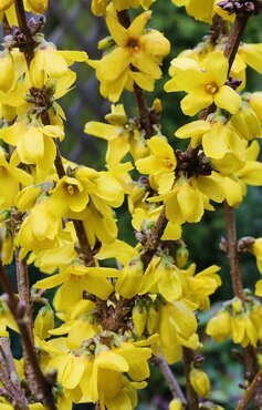 Forsythia 'Gold Rush' 3 Litre