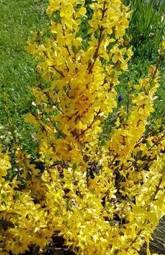 Forsythia Intermedia Lynwood 4 Litre