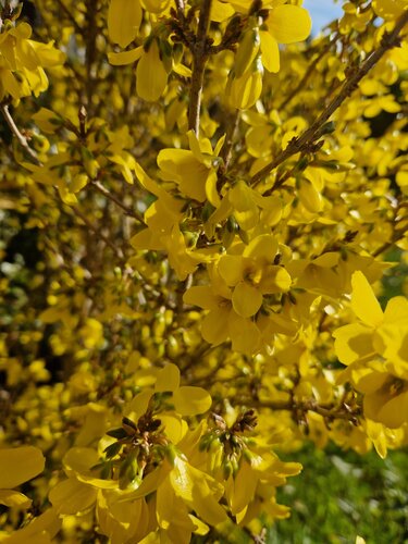Forsythia Intermedia Lynwood 4 Litre
