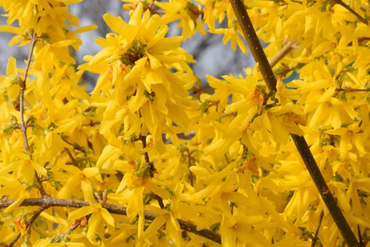 Forsythia Intermedia Week End 4 Litre - image 2