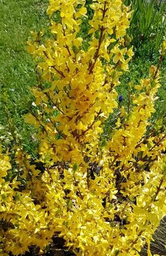 Forsythia Lynwood 4.6 litre - image 1