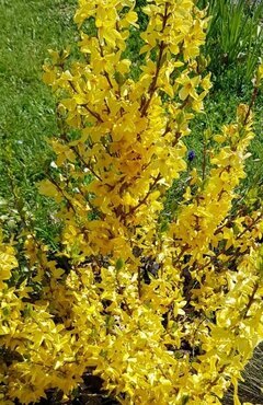 Forsythia 'Lynwood Gold' 3 Litre