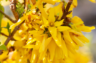 Forsythia Mikador 4.6 Litre