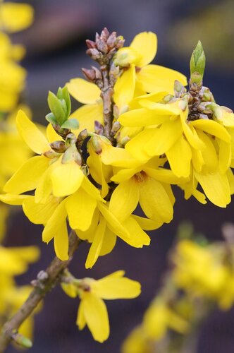 Forsythia Week End 4.6 Litre - image 1