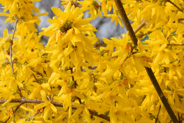 Forsythia x intermedia Bush 3 Litre