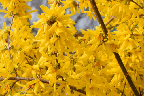 Forsythia x intermedia Standard 50cm Stem 3 Litre - image 1