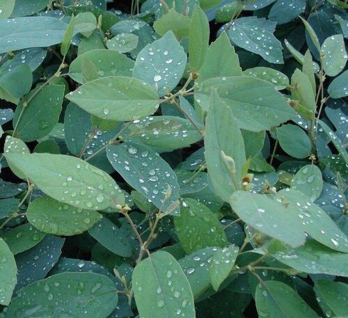 Fothergilla Blue Mist 4.6 Litre - image 1