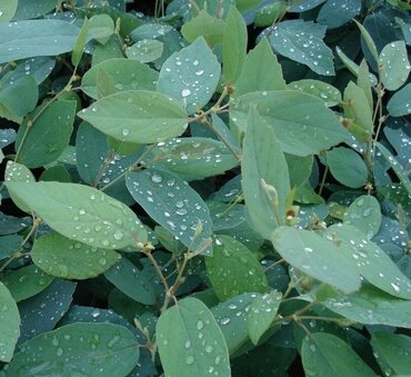 Fothergilla Blue Mist 4.6 Litre - image 1