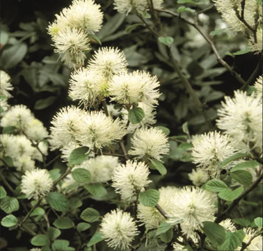 Fothergilla Blue Shadow 4.6 Litre - image 2