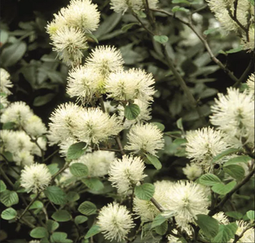 Fothergilla Blue Shadow 4.6 Litre - image 2