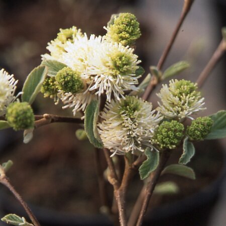 Fothergilla major 3.4 Litre