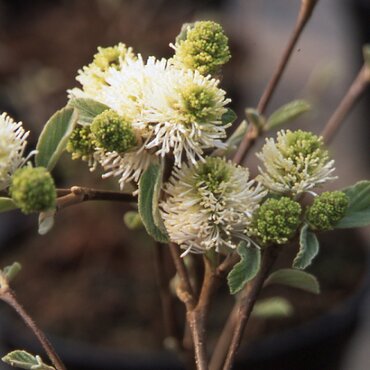Fothergilla major 3.4 Litre