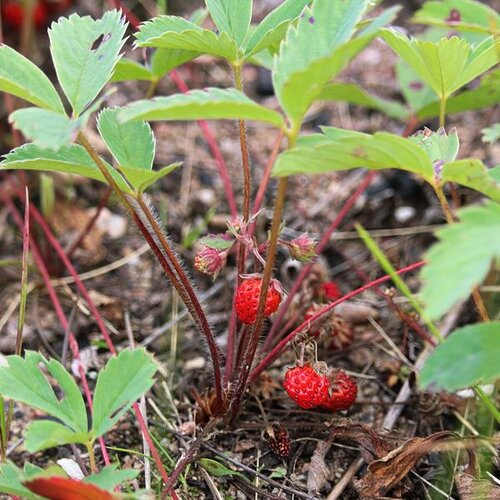 Fragaria Vesca Alexandra 9cm