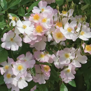 Francis E Lester Rambling Rose 6 Litre