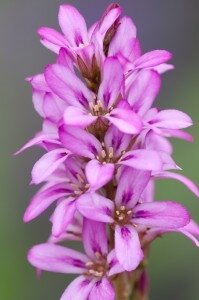 Francoa Petit Bouquet 2 Litre