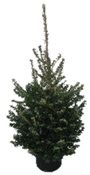 Fraser Fir Premium Potted 100-125cm