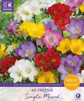 Freesia